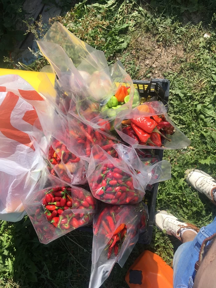Reply to Last Harvest of Fire This Year - My, The photo, Hot peppers, Harvest, Pepper, Passion fruit, Vertical video, Longpost, Greenhouse, Reply to post, Video
