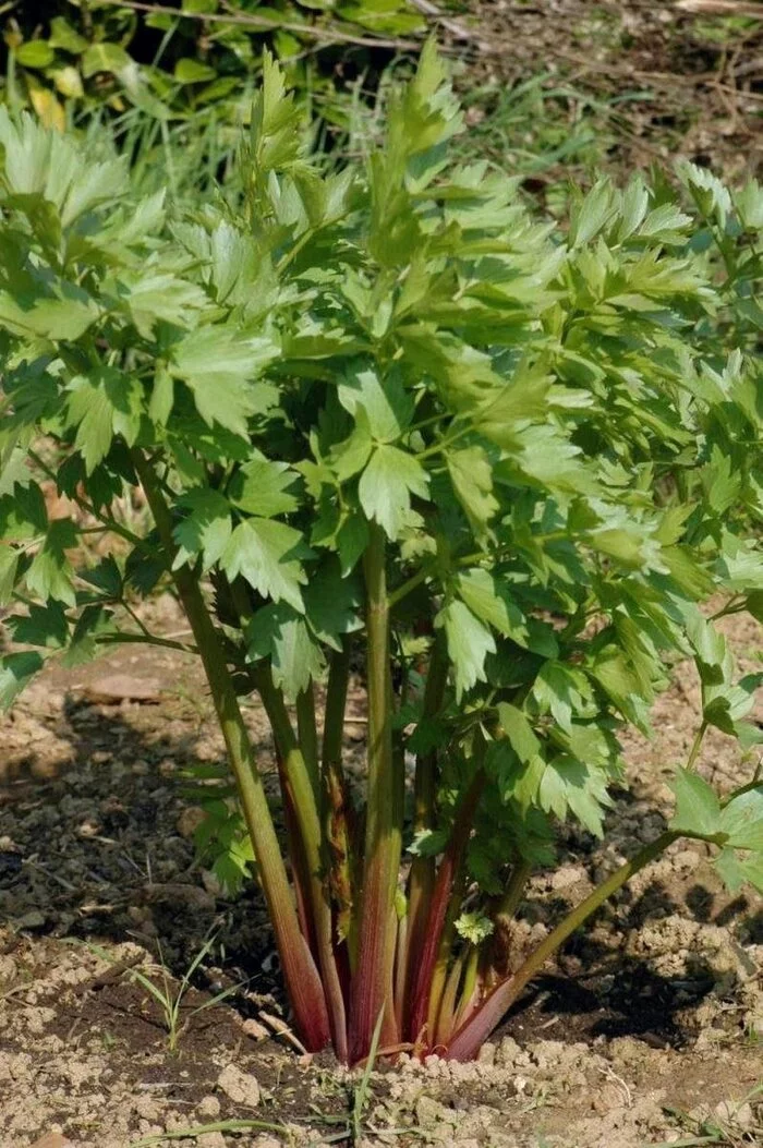 lovage - Grass, Plants, Spices, Treatment, Nature, Presents, Ecology, Longpost, Celery, Health
