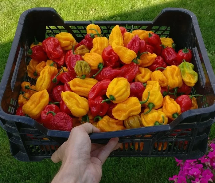 And again the fermentation of pepper - My, Pepper farming, Growing, Hot peppers, Garden, Spicy cuisine, Mat, Habanero, Fermentation, Video, Vertical video, Longpost, Spicy sauce