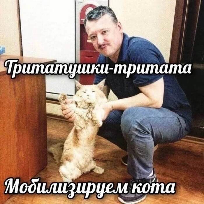 Кот на фронт - Кот, Политика, Мобилизация, Юмор