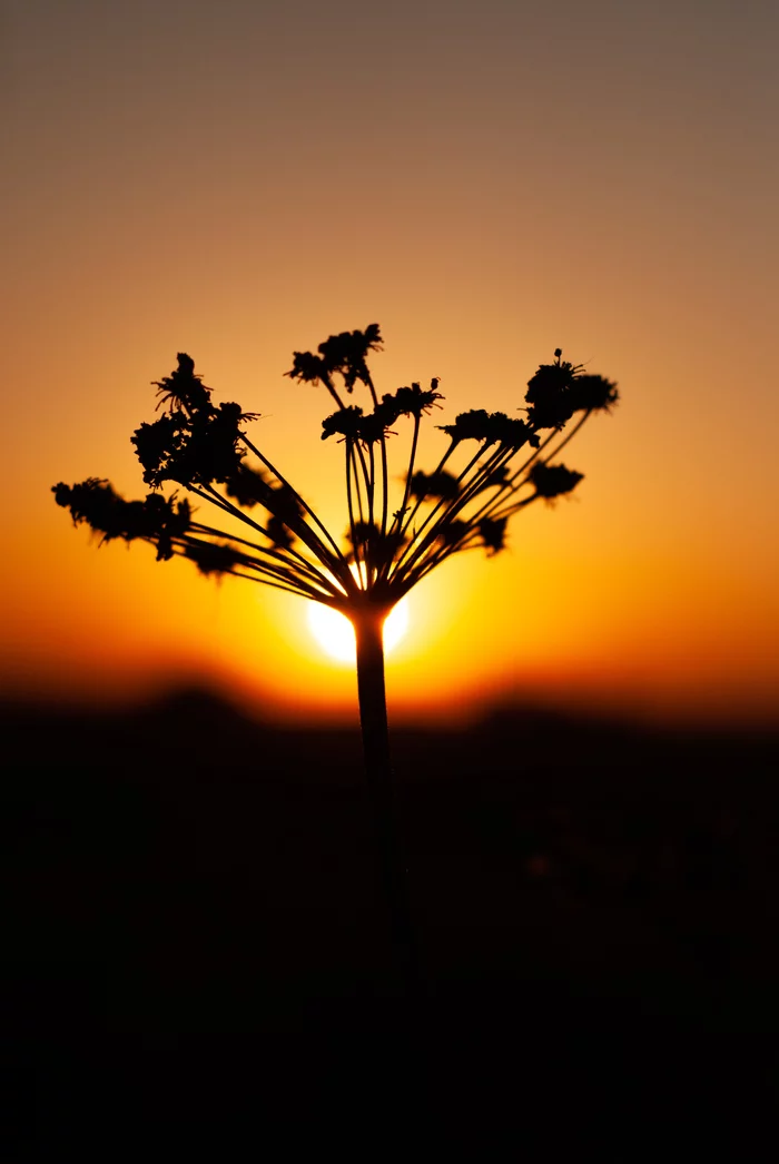 Evening shots - My, Yongnuo 50mm, Sunset, Nature, Longpost, Silhouette