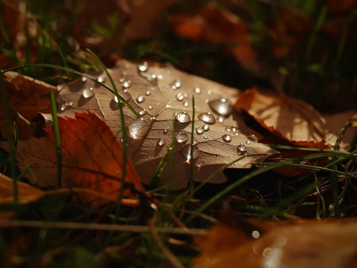 Autumn... - My, Autumn, The photo, Leaves, Drops, Rain, Macro photography