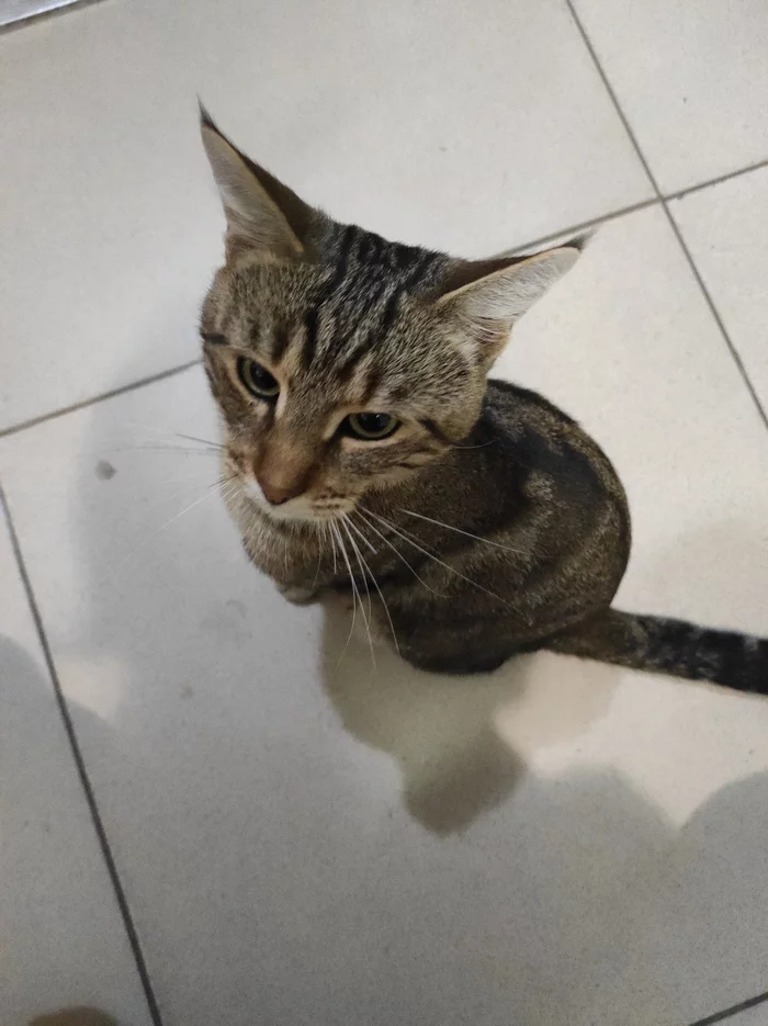 Looking for a home for a cat, Krasnodar - cat, Lost, Krasnodar, Found a cat, Longpost, No rating