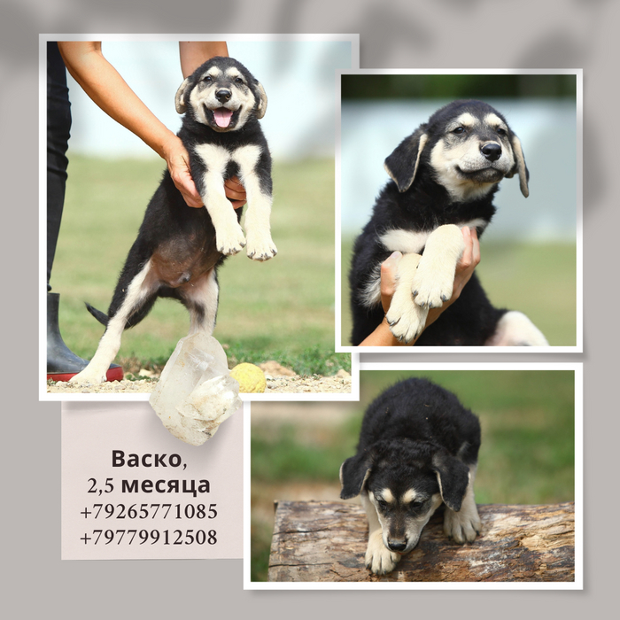 Васко. Суровый парень, который ценит обнимашки