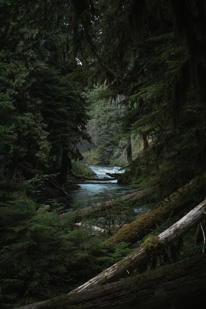 forest fairy tale - The photo, Forest, River, USA, beauty of nature, Nature