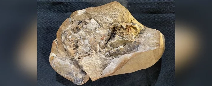 World's oldest fossilized heart found - Heart, A fish, Fossils, Devonian, Extinct species, Paleontology, Prehistoric animals, Copy-paste