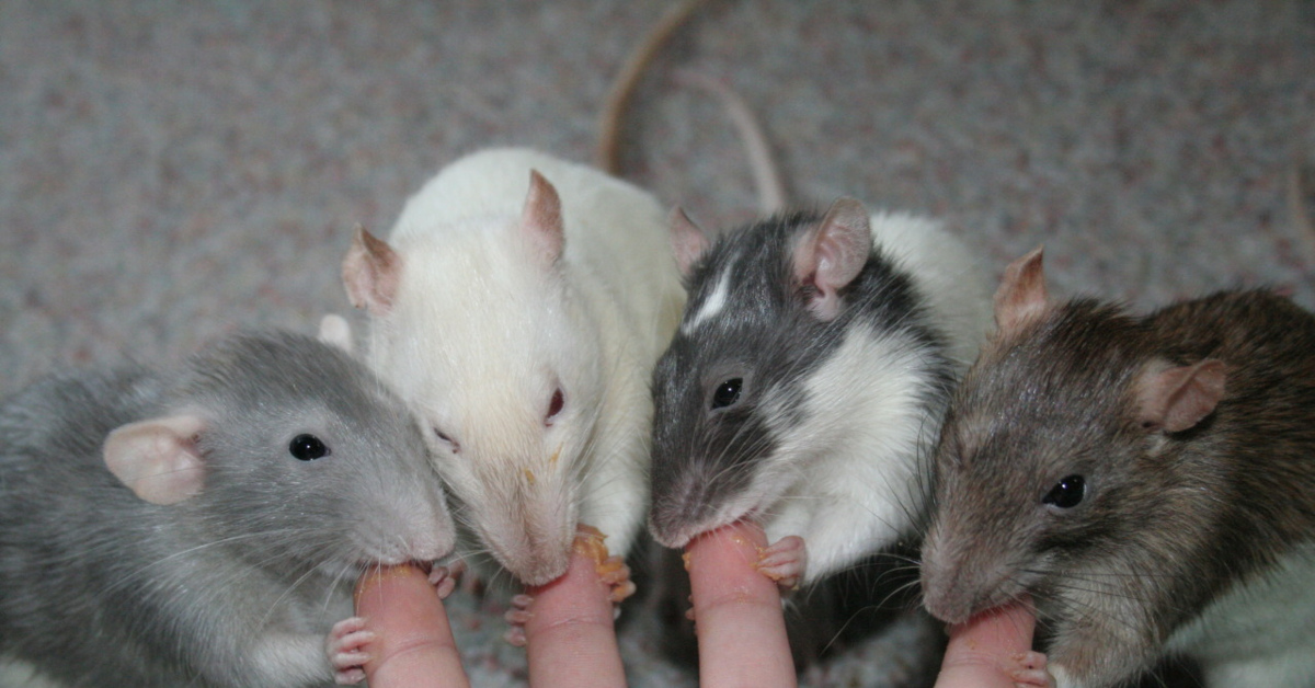 К чему снится много мышей серых маленьких. Много крыс. Несколько крыс.