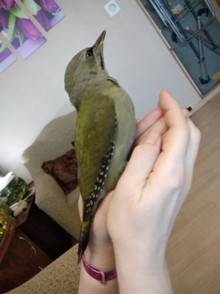 Found woodpecker Khabarovsk - Ornithology, Khabarovsk, Zoology, Birds, Veterinary, No rating