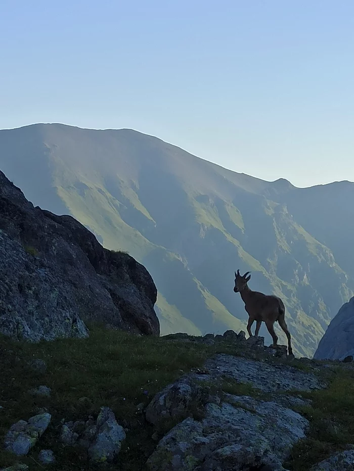 Arkhyz in August - My, The mountains, Caucasus, Arkhyz, Hike, Mountain tourism, Mountain goats, Tours, The photo, Longpost