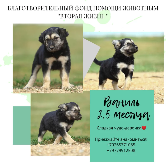 Vanilla. How she is not at home yet is a mystery - My, Milota, Longpost, Moscow region, Dog, Puppies, Moscow, Shelter, Animal shelter, The rescue, Animal Rescue, In good hands, Help, No rating