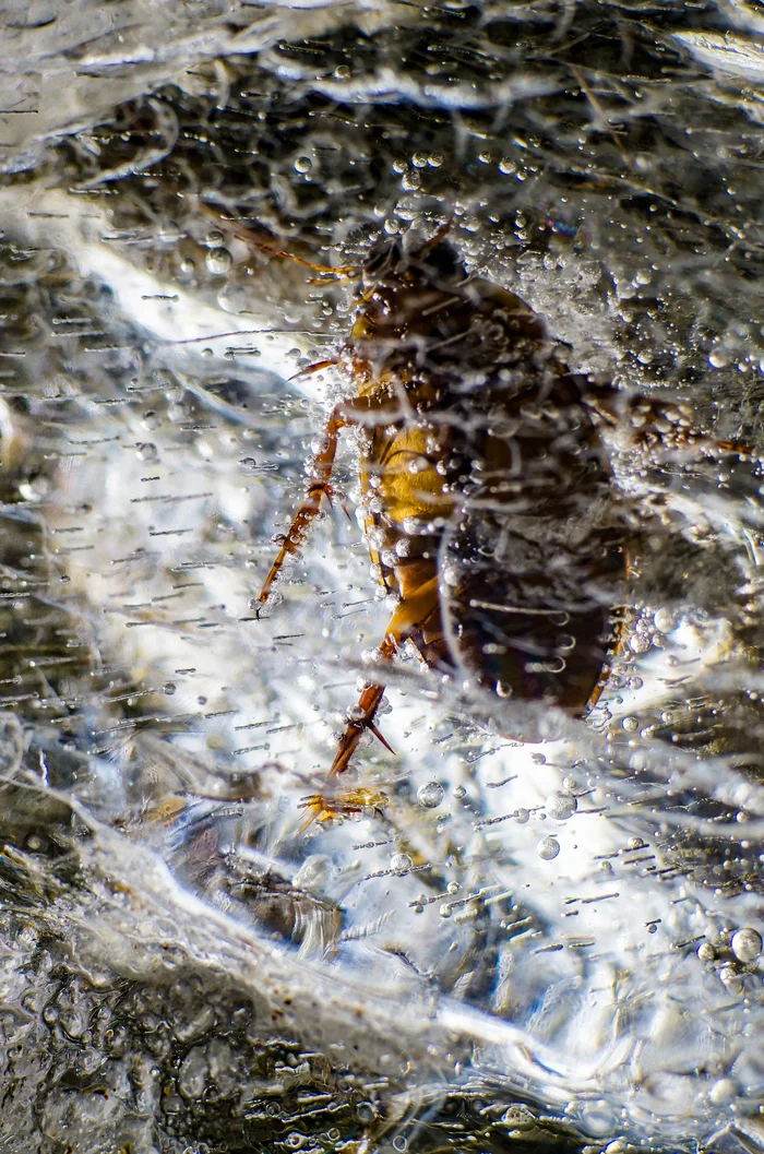 Stuck in textures - My, Stuck in textures, Beetle Floater, Ice, Macro photography