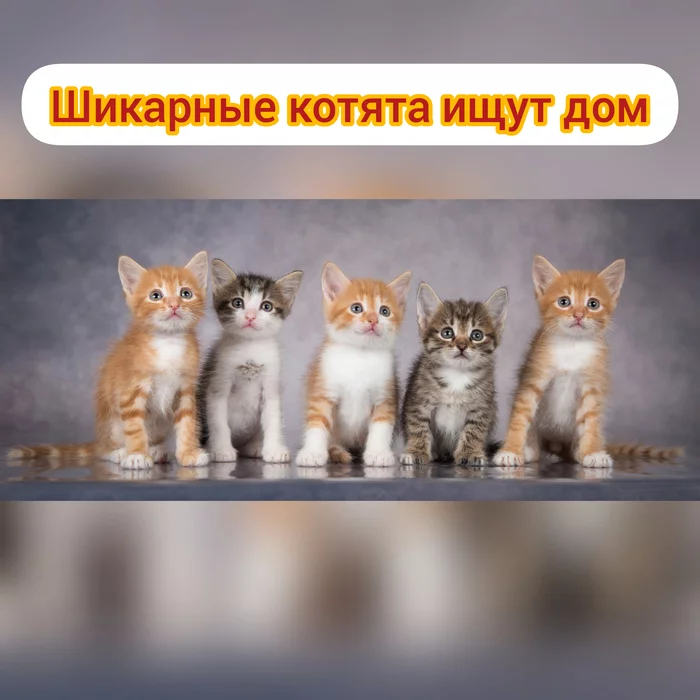 Kittens looking for a home - cat, Cat family, In good hands, Moscow, No rating, Longpost, Kittens, Moscow region