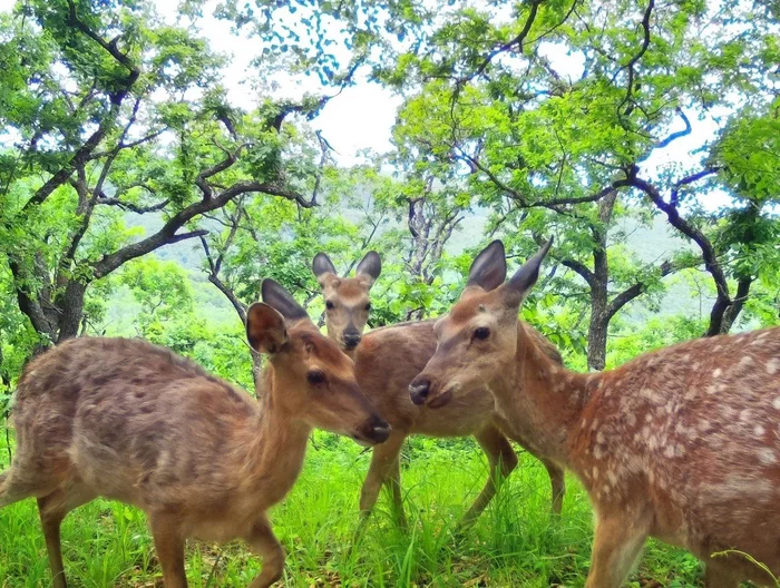 When you find out the latest news and discuss it with your friends - Spotted deer, Deer, Artiodactyls, Ungulates, wildlife, The photo, Phototrap, National park, Land of the Leopard, Primorsky Krai, Wild animals