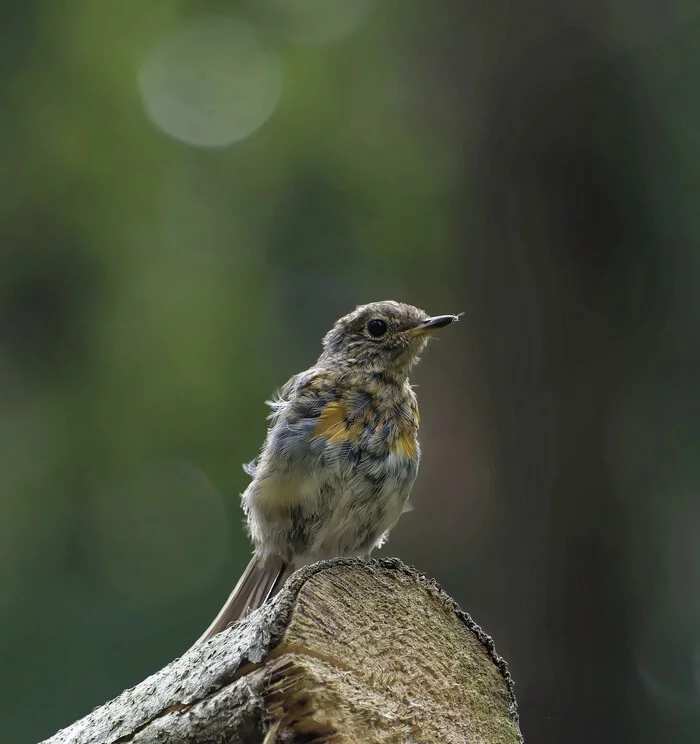 Everything flows, everything changes - My, Birds, Photo hunting, Nature, The nature of Russia, Ornithology, beauty of nature, Hobby