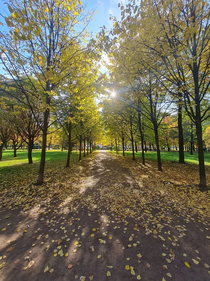 autumn - My, Autumn, Saint Petersburg, Nature, Good weather, The park, Longpost, Weather
