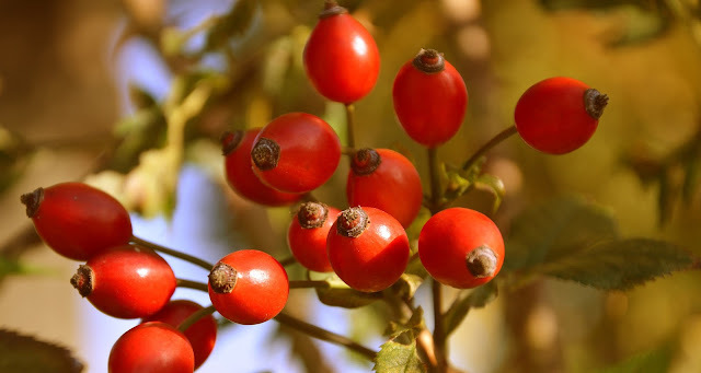 Rosehip - beneficial properties on the human body. How to brew and how to drink - Recipe, Rose hip, Treatment, Home Treatment, Medications, Health, Healthy lifestyle, Longpost, Disease