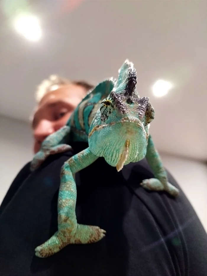 Chameleon got sick - My, Reptiles at home, Pets, Animals, Friends, Disease, Longpost, Veterinary