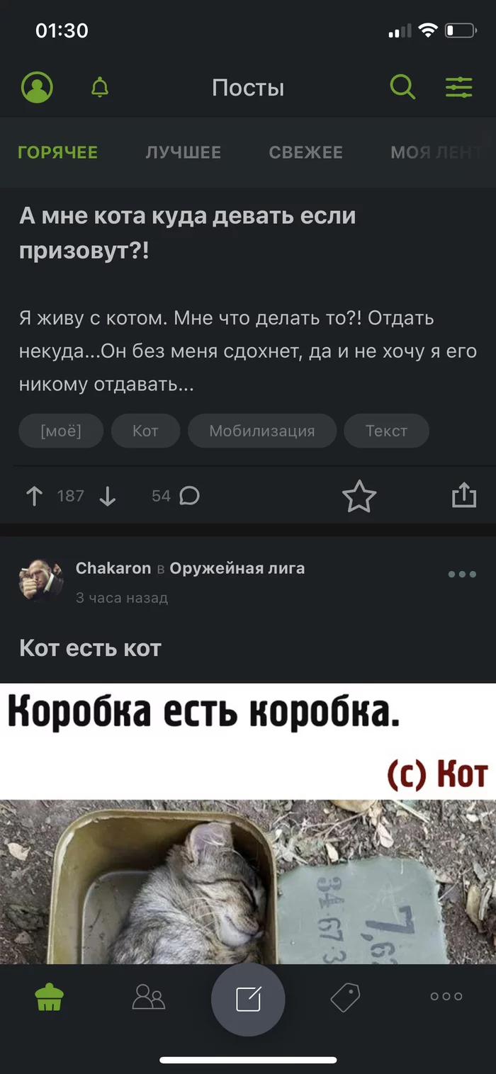 Пикабу дает ответ - Моё, Публикация, Совпадение, Кот, Мобилизация, Политика, Длиннопост, Совпадение постов