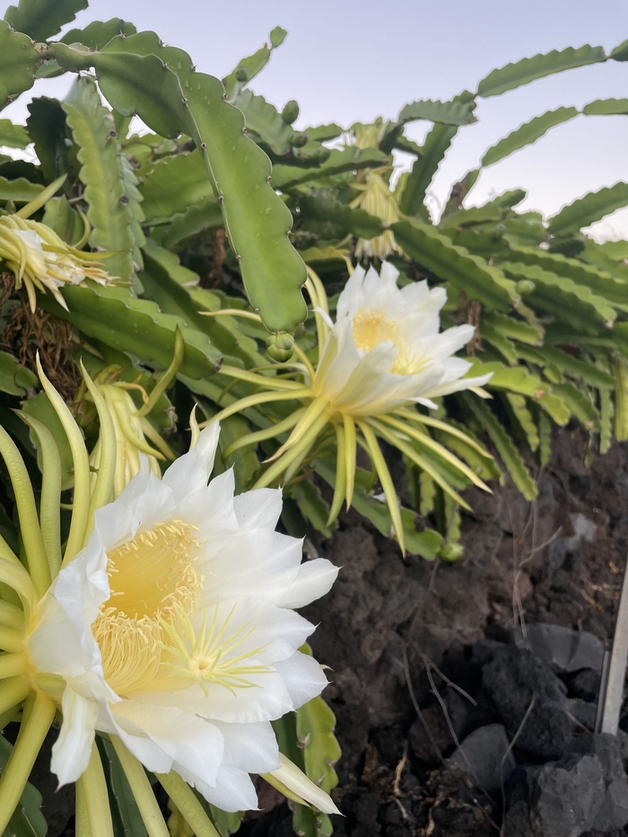 Это растение у многих на подоконниках, а вот так оно цветёт в дикой природе на Гавайях Цветы, Гавайи, Длиннопост