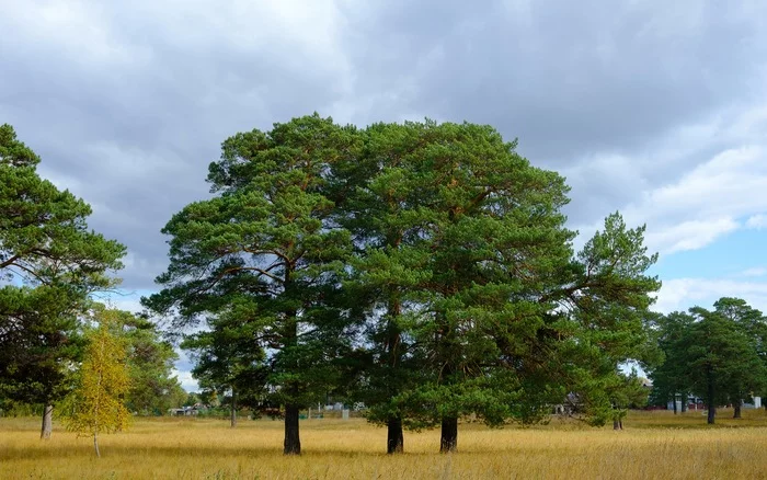 Also autumn - My, Fujifilm, Nature, Landscape, Autumn, Pine, The photo, Grass, Tree