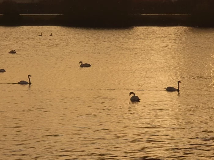 France - My, Mobile photography, dawn, France, Swans