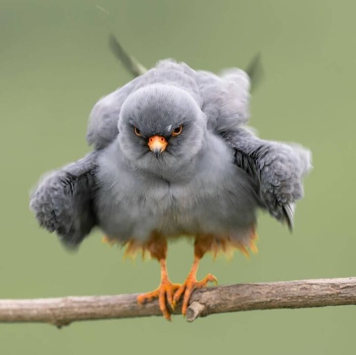  Angry Bird , ,  , , 