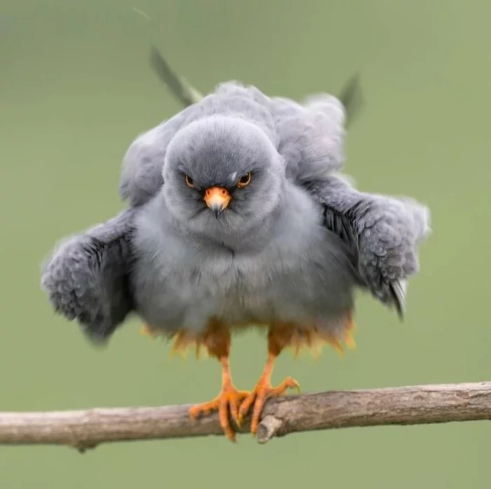 Real Angry Bird - Ornithology, Photo hunting, Predator birds, Falcon, Red-footed falcon