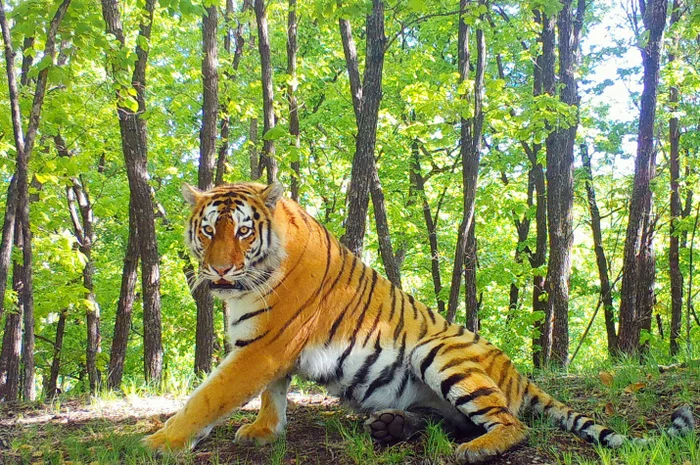 Котёнка не обидит - Амурский тигр, Национальный парк, Земля Леопарда, Фотография, Красота природы, Тигр, Большие кошки, Семейство кошачьих, Хищные животные, Дикие животные, Дикая природа, Приморский край, Русское географическое общество, Природа