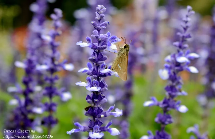 Do you like autumn? I'll tell you a secret, this is my favorite time ... - My, Vladivostok, Primorsky Krai, The photo, Plants, Garden, Botanical Garden, Autumn, Butterfly, beauty of nature, Nature