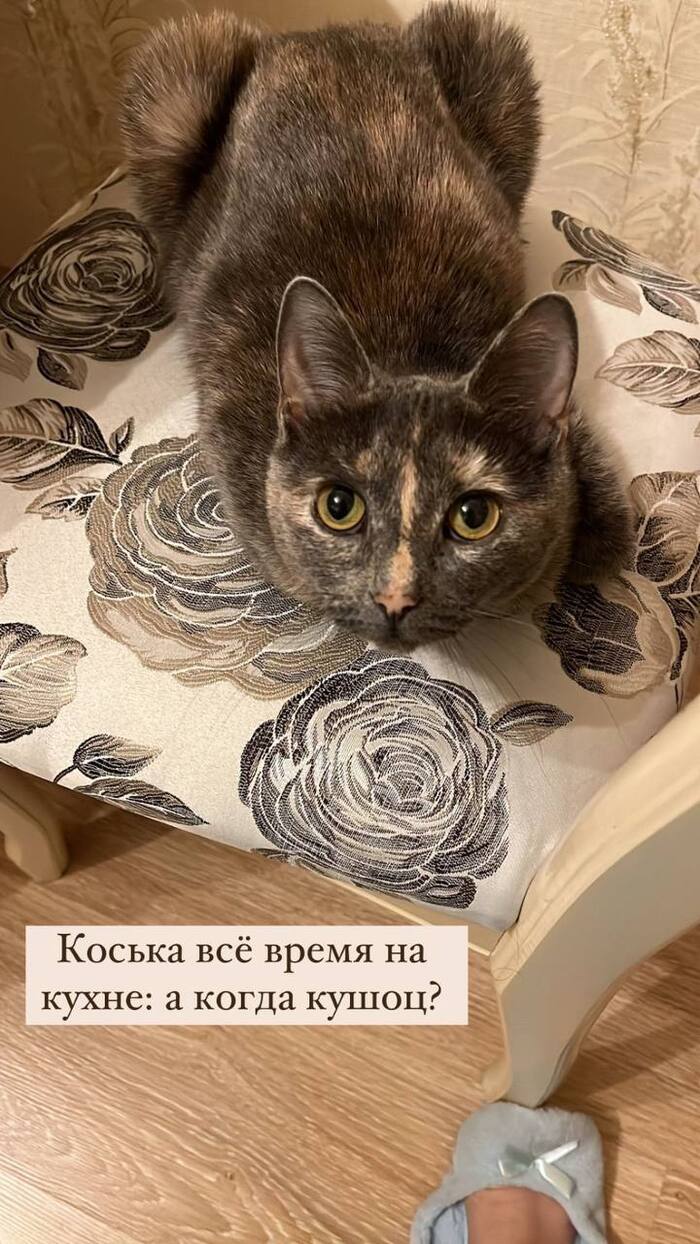 Continuation of the post “Moscow. - My, cat, Moscow, Moscow region, Dacha, Подмосковье, Vertical video, Animal Rescue, The strength of the Peekaboo, Found a home, Reply to post, Homeless animals