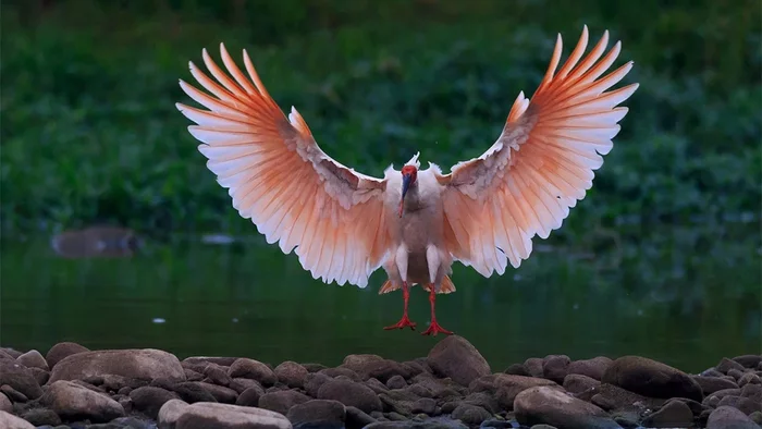 Red-legged ibis: Unique birds that color their plumage. To please a partner, they are smeared with black resin slurry - Birds, Animal book, Yandex Zen, Longpost, Ibis