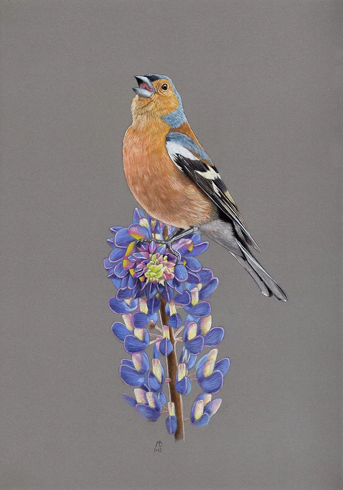 Finch - My, Drawing, Birds, Animalistics, Pastel, Finches, Lupine, Art