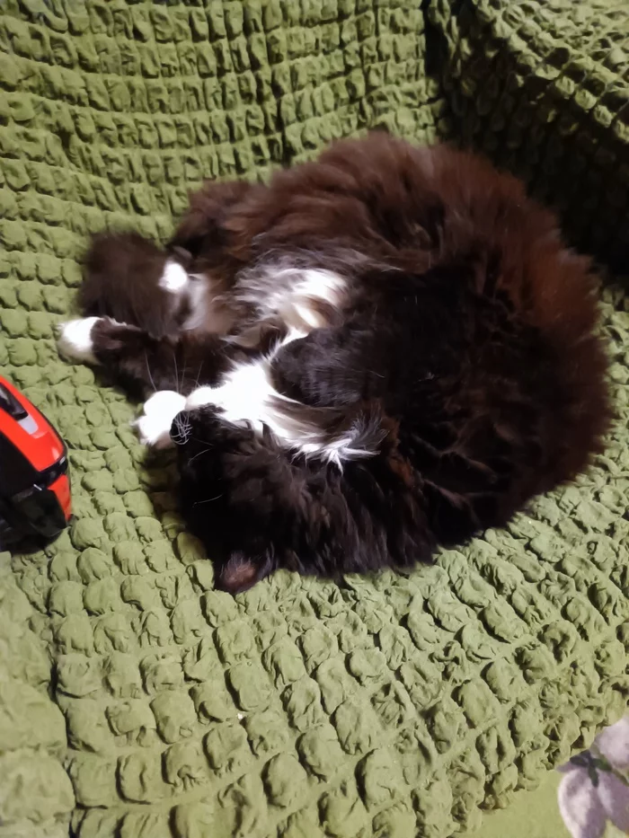 Lump of happiness - My, cat, Cat family