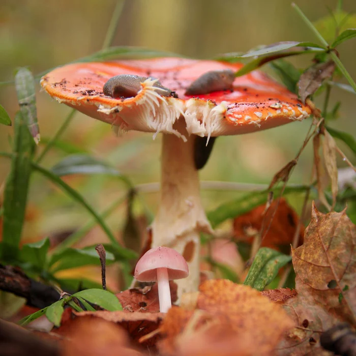 Delicious russula - My, Mushrooms, The photo, Macro photography