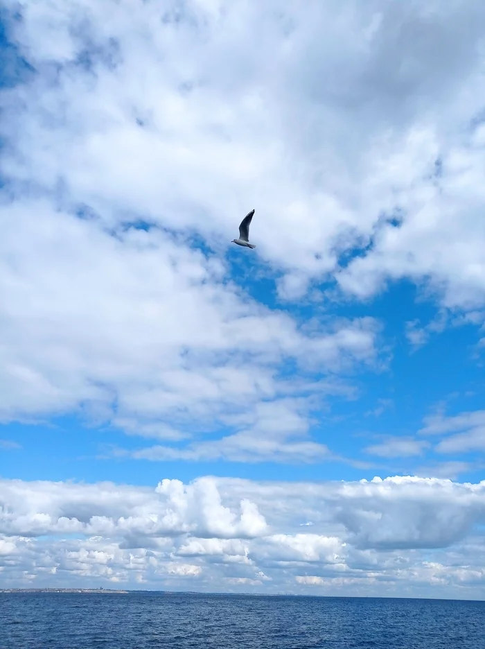 How often do you have the same dream? - Psychology, Esoterics, Relationship, Future, Seagulls, Sky, Clouds