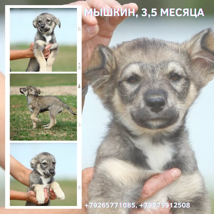 Myshkin. - My, Dog, Puppies, The rescue, Animal Rescue, Shelter, Animal shelter, Moscow, Moscow region, Milota, In good hands, No rating, Help