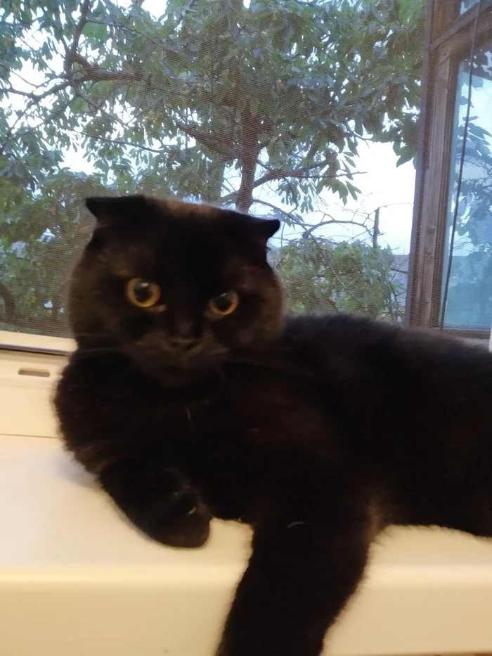 Meet Lucifer or affectionately Lucik - My, Black cat, Scottish lop-eared, cat