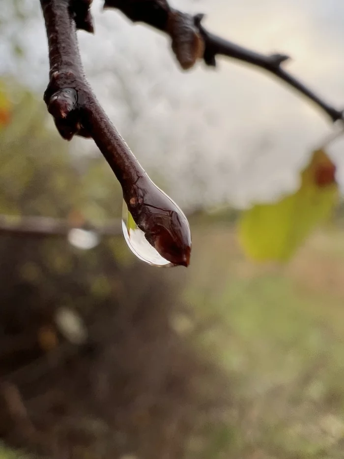 A drop - My, Mobile photography, Water drop, Drops, The photo