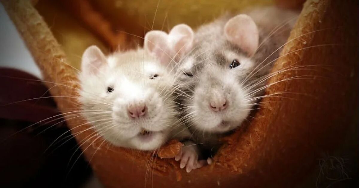 Мыши пара. Милые крысы. Няшные крыски. Милые мышки. Две мышки.