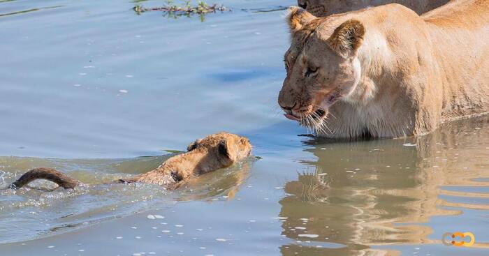 Well done baby, you're doing well - a lion, Rare view, Big cats, Cat family, Mammals, Animals, Wild animals, wildlife, Nature, Reserves and sanctuaries, South Africa, The photo, Lion cubs, Lioness, Swimming, Predatory animals