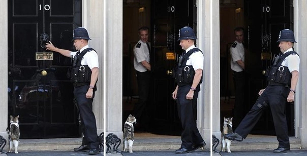 cat and door - cat, Door, Police, Downing Street