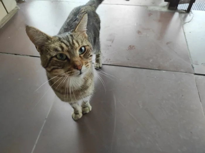 Continuation of the post “Looking for a home for a cat, Krasnodar” - cat, Lost, Krasnodar, Found a cat, No rating, Reply to post, In good hands