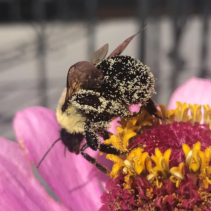 bumblebee in pollen - Bumblebee, Pollen, Milota, The photo