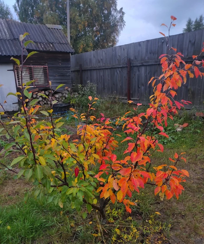 Autumn combo - My, Mobile photography, Autumn, beauty of nature, Red, Yellow, Green, Moscow region, Apple tree, Nature