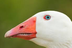 Guide to geese and ducks - Гусь, Duck, Do not confuse, Differences