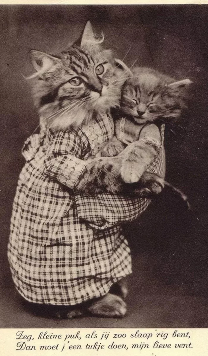 Funny kittens and puppies in photographs from the beginning of the 20th century - Interesting, Funny, Picture with text, Animals, cat, Dog, Cats and dogs together, Kittens, Puppies, Retro, Vintage, The photo, Longpost, Pets