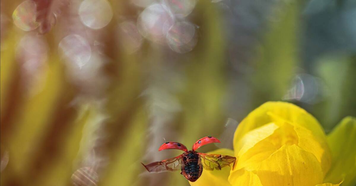 Улетела, но обещала вернуться | Пикабу