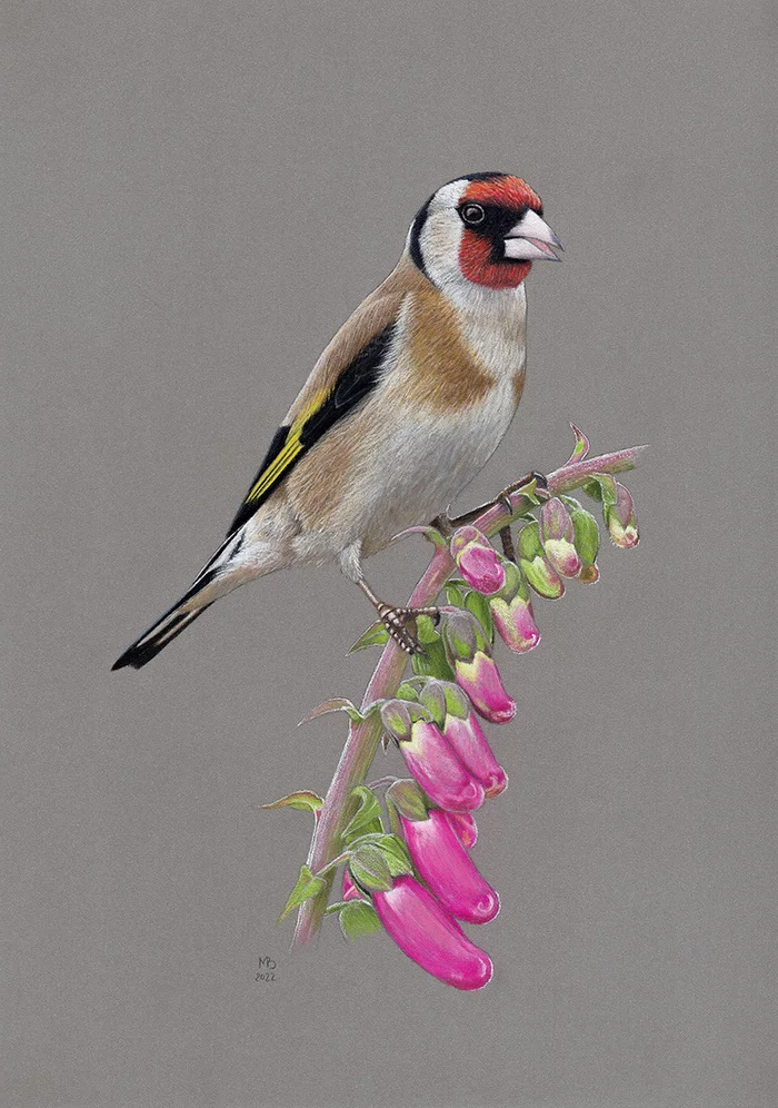 Goldfinch - My, Drawing, Birds, Animalistics, Pastel, Goldfinch, Art, Foxglove