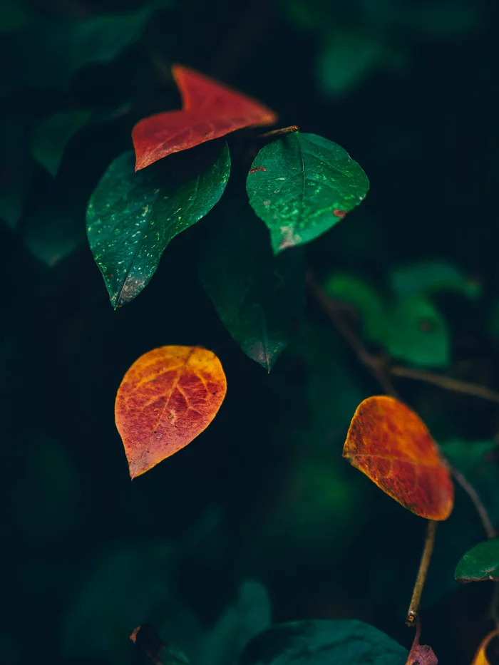photo on wallpaper - My, Phone wallpaper, Autumn, The photo, Leaves
