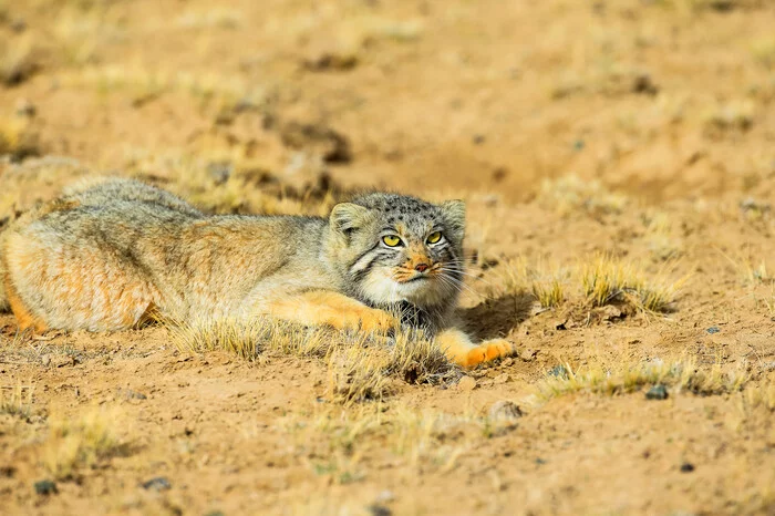 Manul in the steppe - Pallas' cat, Pet the cat, Iron, Wild animals, Cat family, Small cats, Rare view, Fluffy, Steppe, Predatory animals